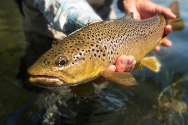 Why I prefer to trout fish with spinners and flies rather than bait