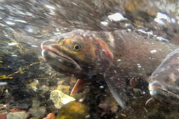 When do trout spawn? (and the factors that determine it)
