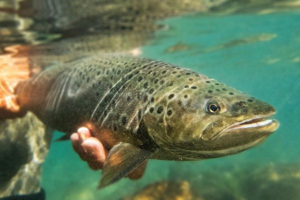 Is September a good month for trout fishing?