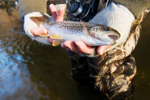 Handling trout with gloves, trying to separate the fact from fiction.