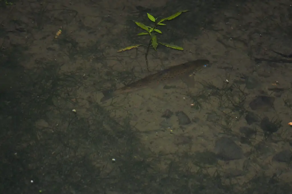 Can trout see in the dark? Trout Resource