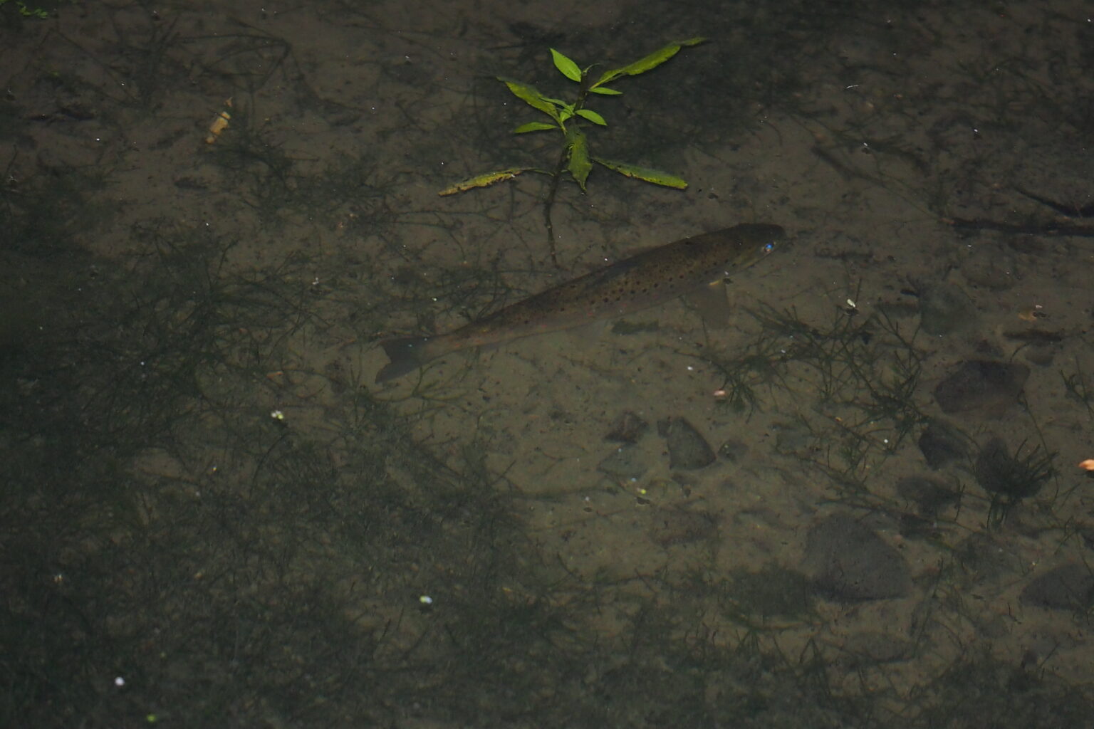 can-trout-see-in-the-dark-trout-resource