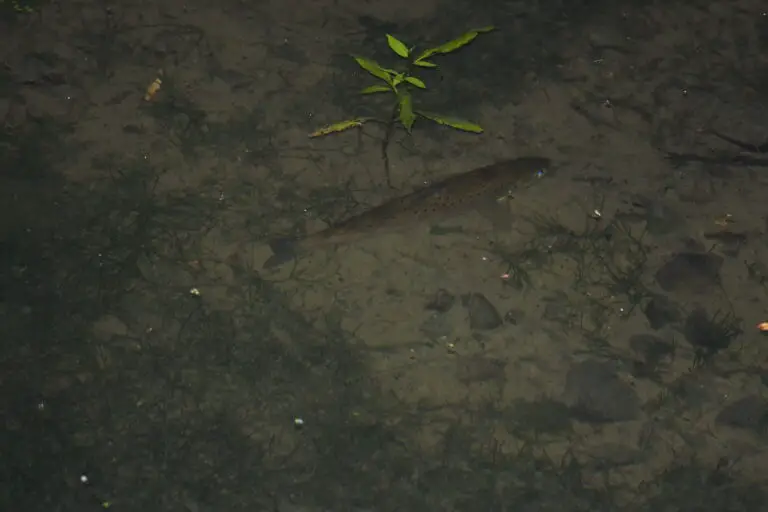 Can trout see in the dark?
