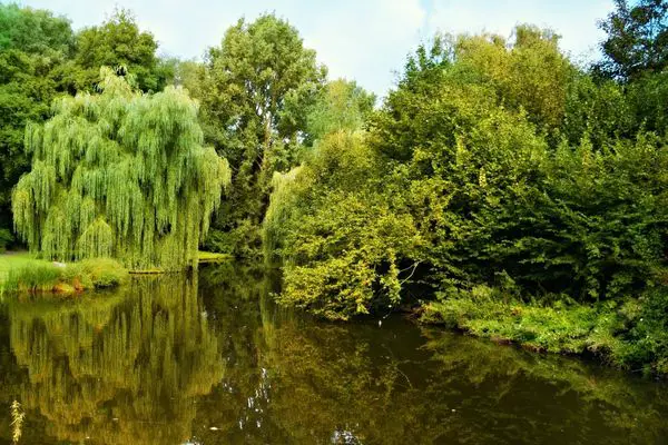 Selecting the most suitable trees to plant alongside a trout stream or pond.