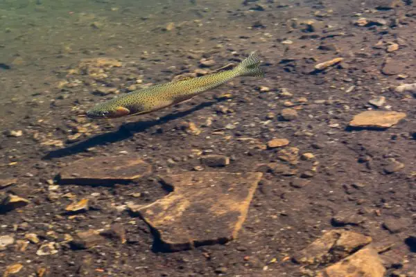 Shallow water is an excellent place to catch trout