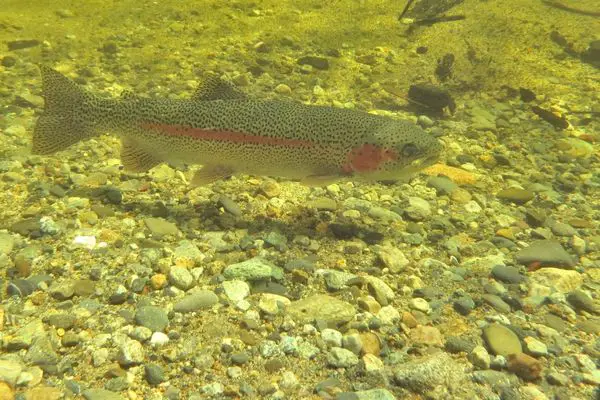 Trout fishing differences between freestone, braided and spring-fed rivers?