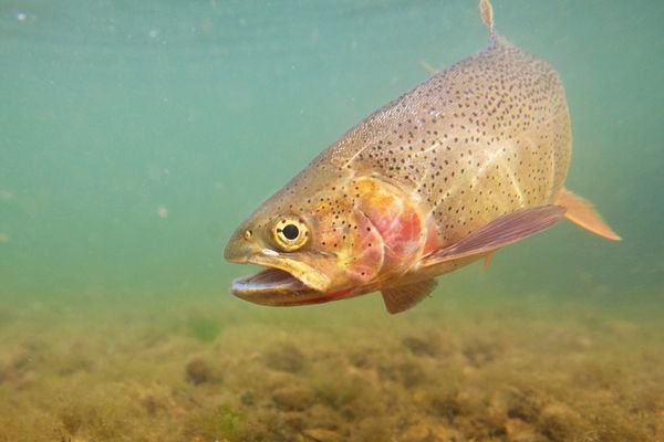 A trout looking directly at the camera. Is it thinking?