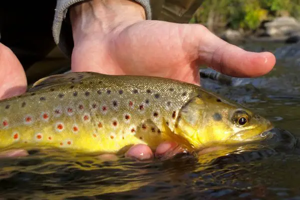 Where exactly are brown trout native?