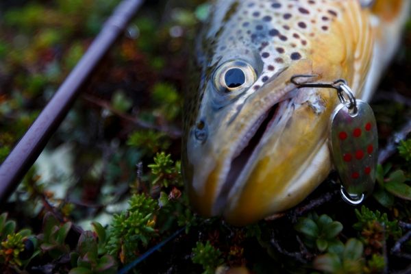 Trout caught on a heavy spoon suitable for fishing deep holes