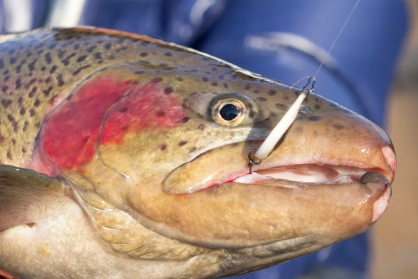 A large trout caught on a spoon, but are they better than spinners?
