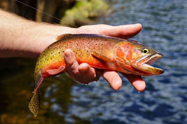 Braid or Mono? What type of line is best when trout fishing?