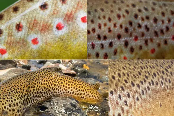 How many trout species are found in America?