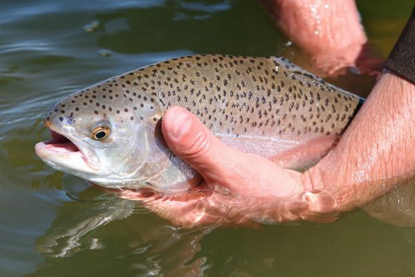 Hold over trout are usually larger than stock trout