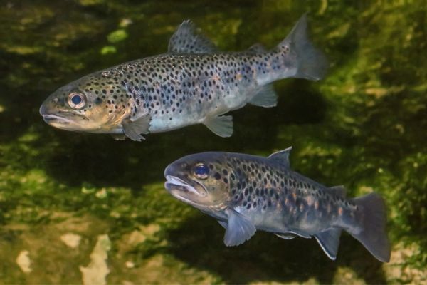 Two brown trout swimming in a river