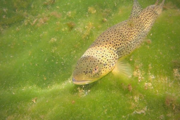 The optimal speed to retrieve when fishing for trout