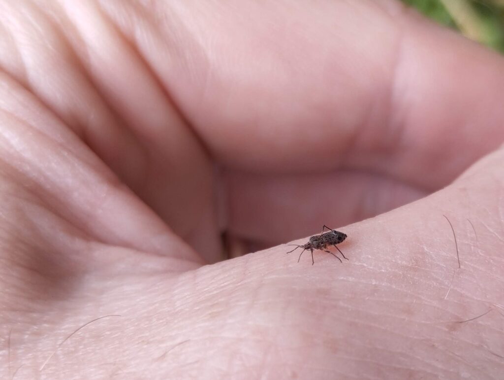 Giant willow aphid on my hand. Trout enjoy eating them. 