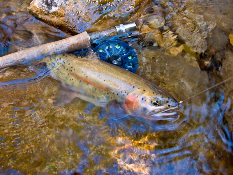 Colorado cutthroat trout