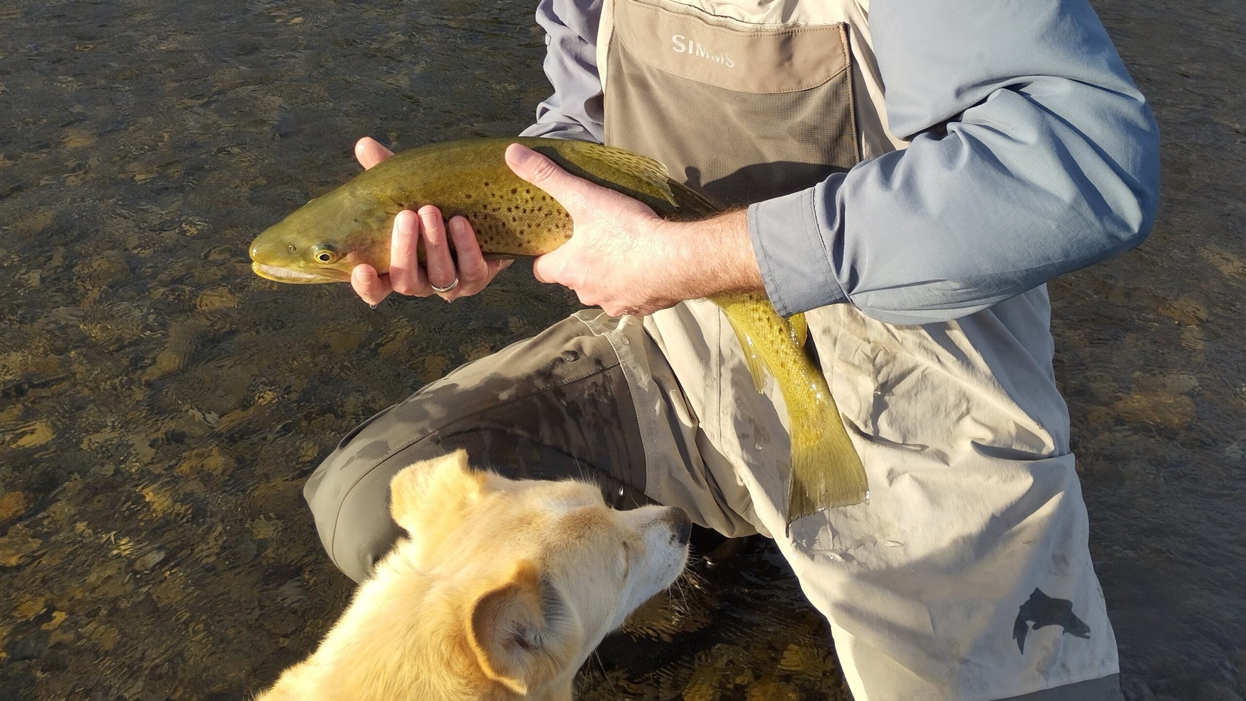 Where to trout fish in the summer? Holding a trout caught in August