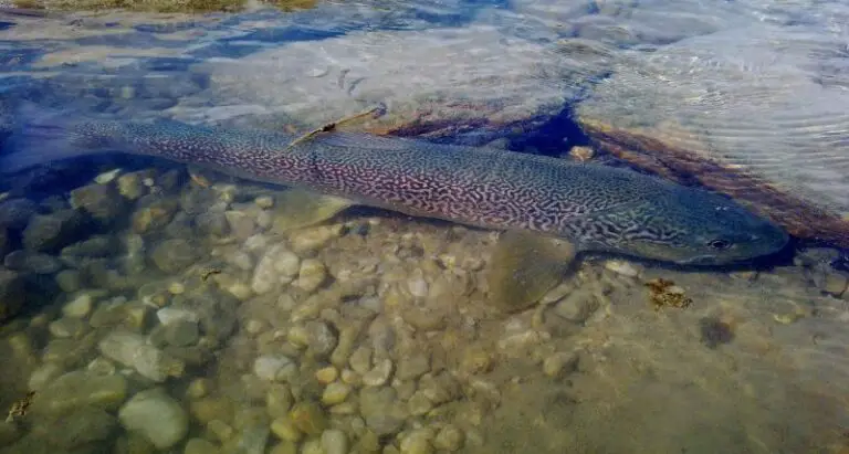 Are Marble trout Brown trout?