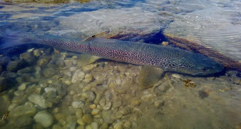 Are marlbe trout brown trout